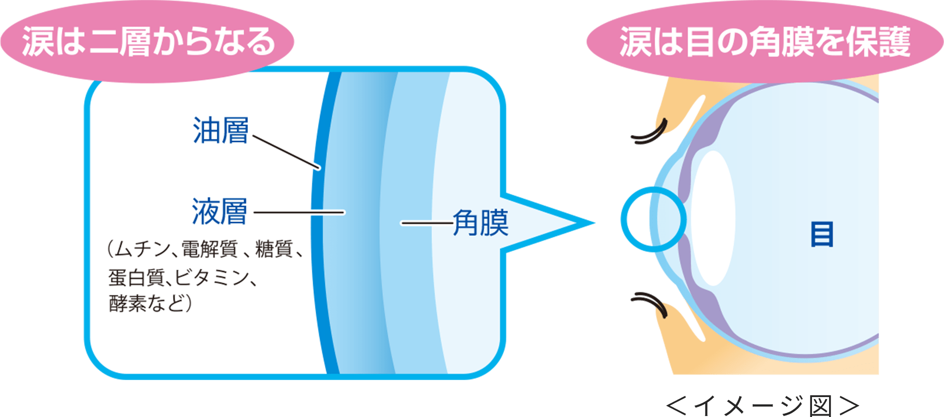 涙は涙は二層からなる　涙は目の角膜を保護　イメージ図