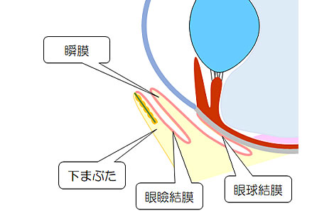 結膜の構造（イメージ）