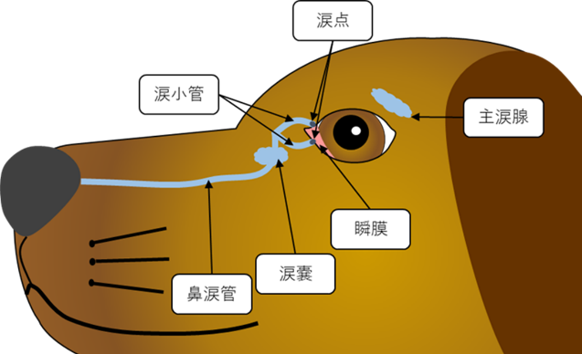 犬のドライアイについて 飼い主向情報 飼い主 獣医師のみなさま 千寿製薬株式会社