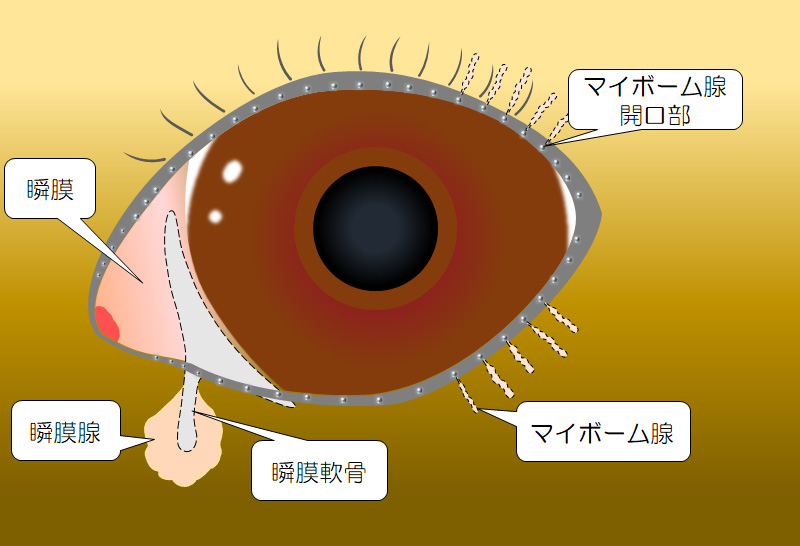 犬の目の正面図（イメージ）