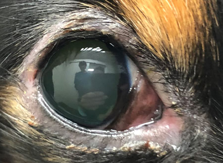 眼瞼炎（犬）