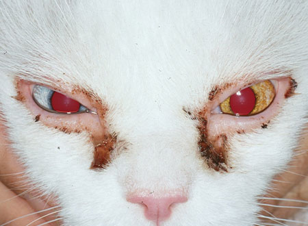 眼瞼炎（猫）