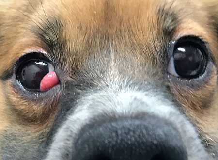 瞬膜腺脱出　右眼（犬）