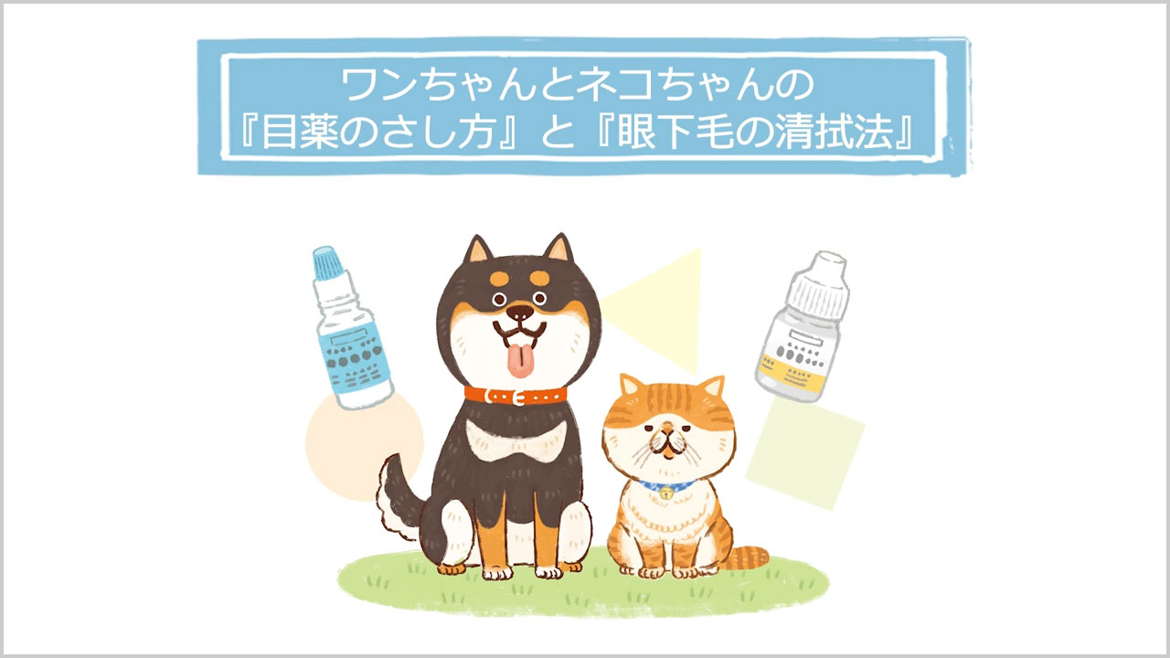 犬と猫の点眼方法