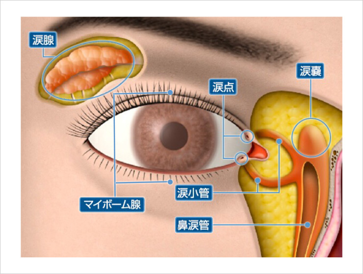 涙 の 膜 表現